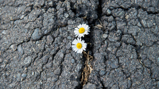 Blühende Gänseblümchen brechen durch Asphaltdecke durch