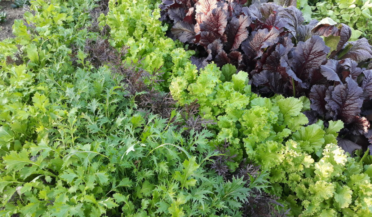 Winterbeet im Gemüsegarten