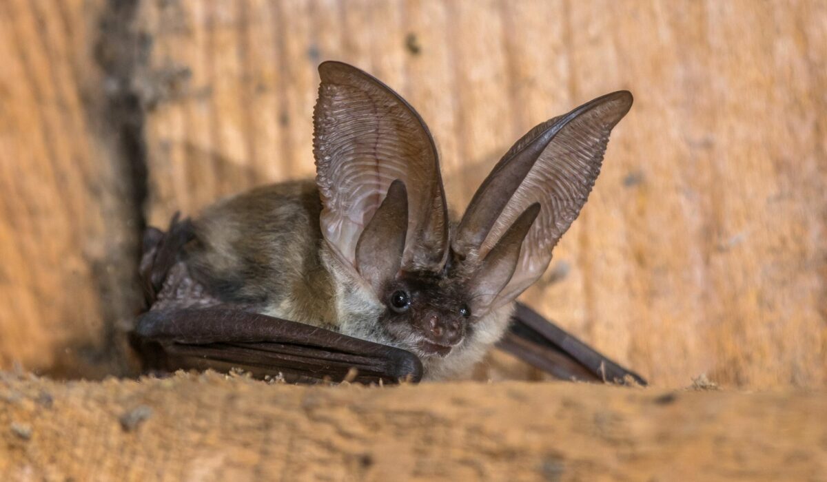 Langohrfledermaus am Dachstuhl