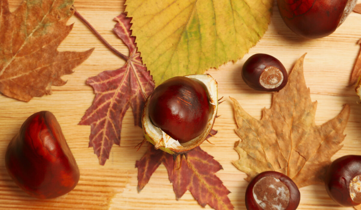 Herbstlaub mit Kastanien