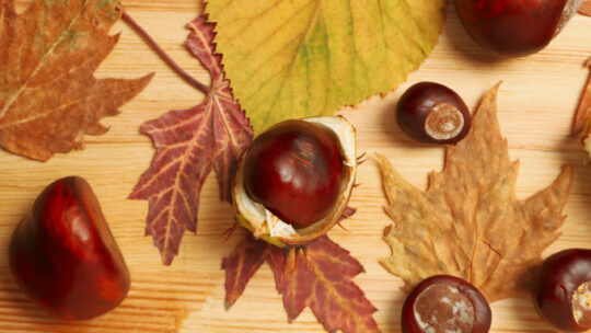 Herbstlaub mit Kastanien