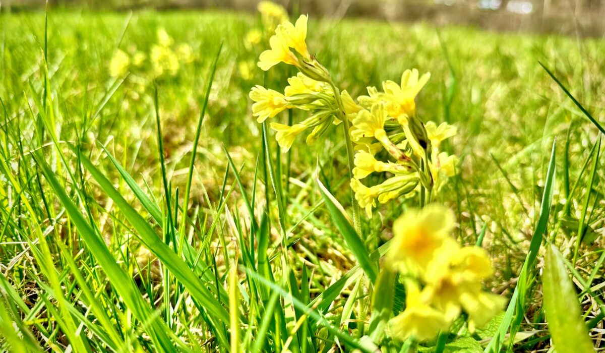 Blühende Himmelschlüssel im der Wiese