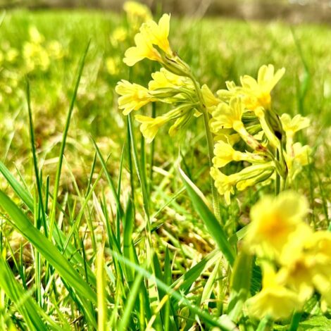 Blühende Himmelschlüssel im der Wiese