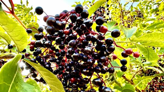 Schwarzer Holunder Beeren