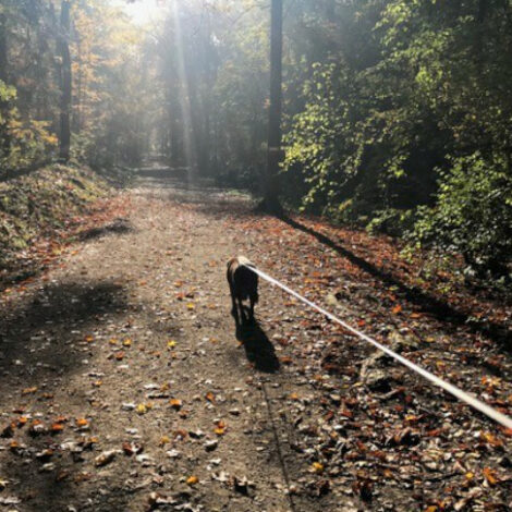 Hund geht an der Leine durch einen Wald