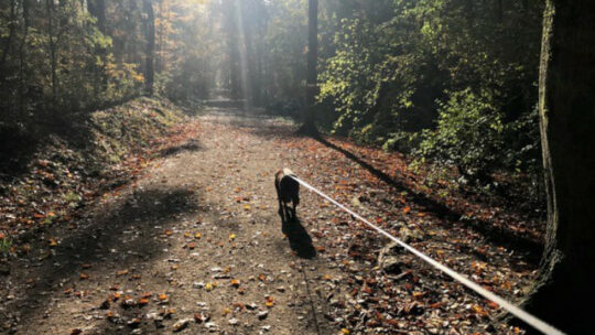 Hund geht an der Leine durch einen Wald