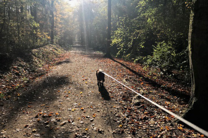 Hund geht an der Leine durch einen Wald