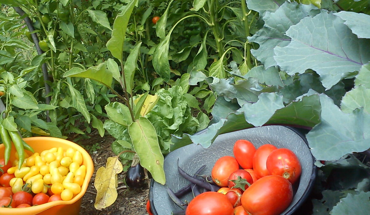 Gemüsegarten mit reicher Tomatenernte