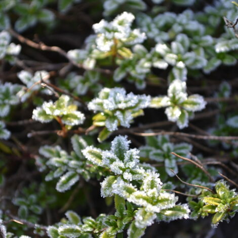 Immergrüner Thymian