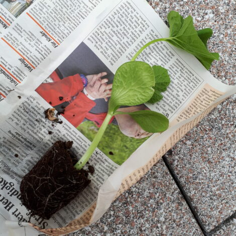 Jungpflanze mit Wurzelballen am Markt gekauft und in Zeitung gewickelt