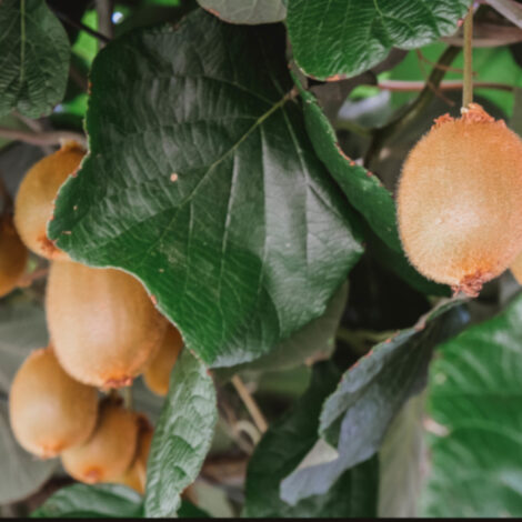 Frische Kiwis hängen am Baum