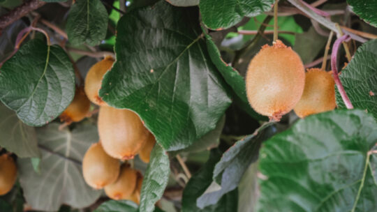 Frische Kiwis hängen am Baum