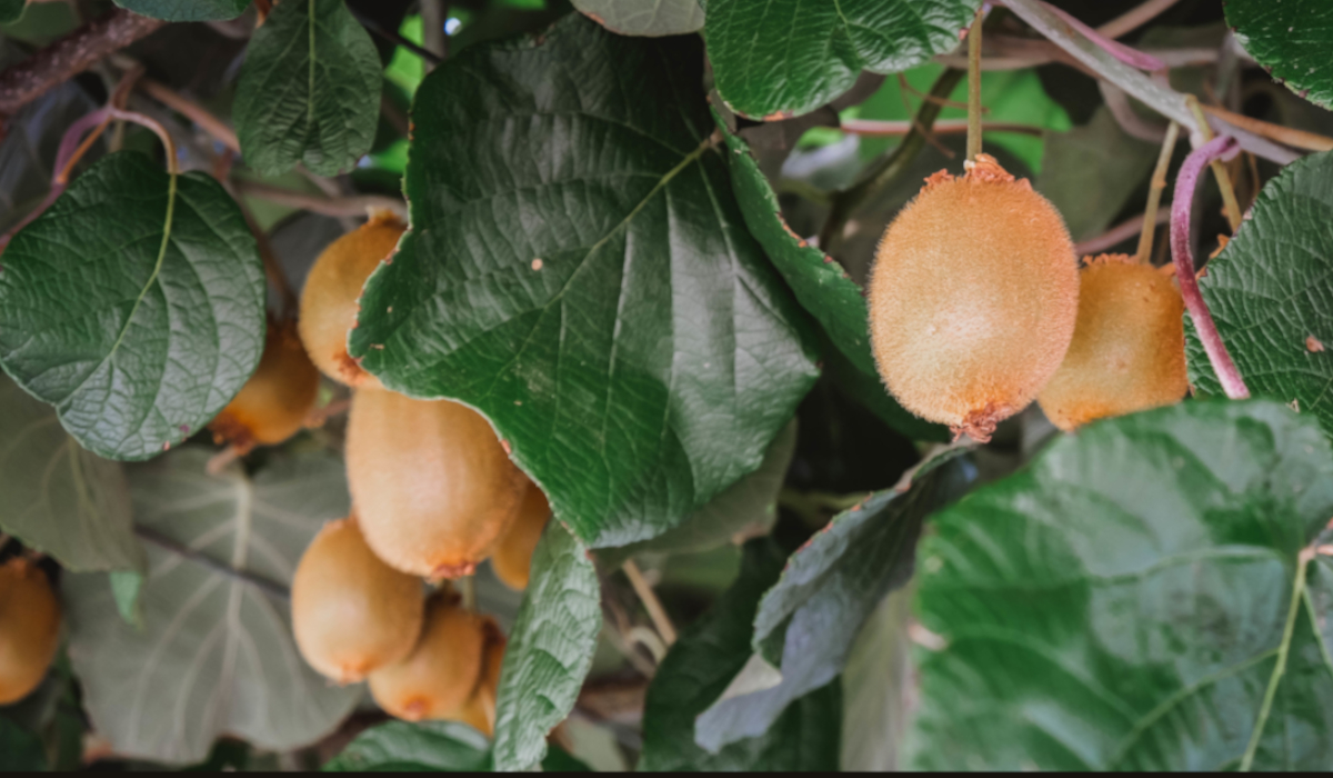 Frische Kiwis hängen am Baum