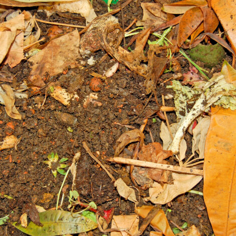 Kompost aus Garten- und Küchenabfälle