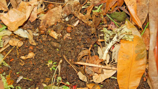 Kompost aus Garten- und Küchenabfälle