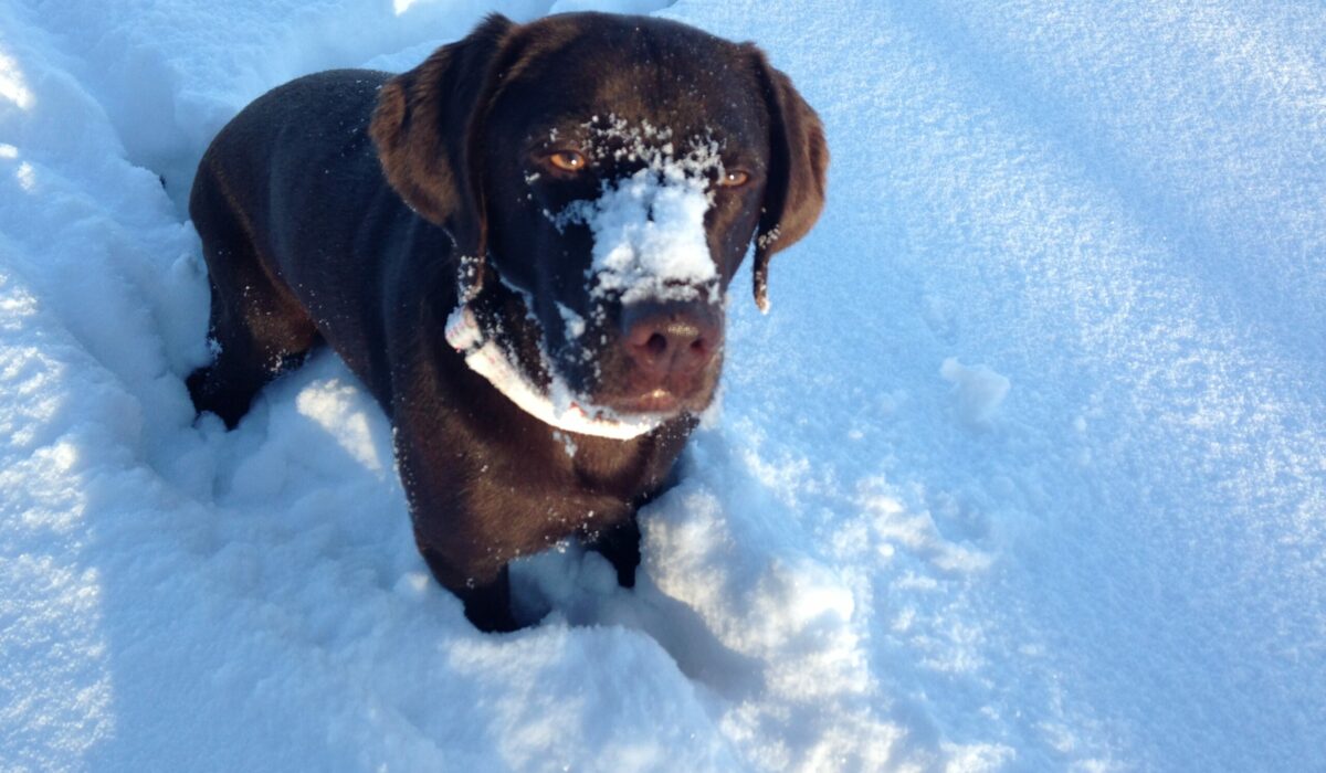 Manja im Schnee
