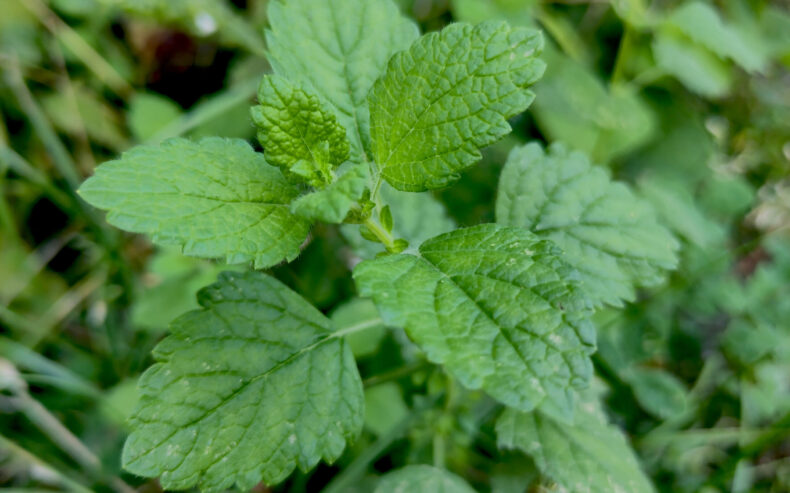 Nahaufnahme von Melissenblättern