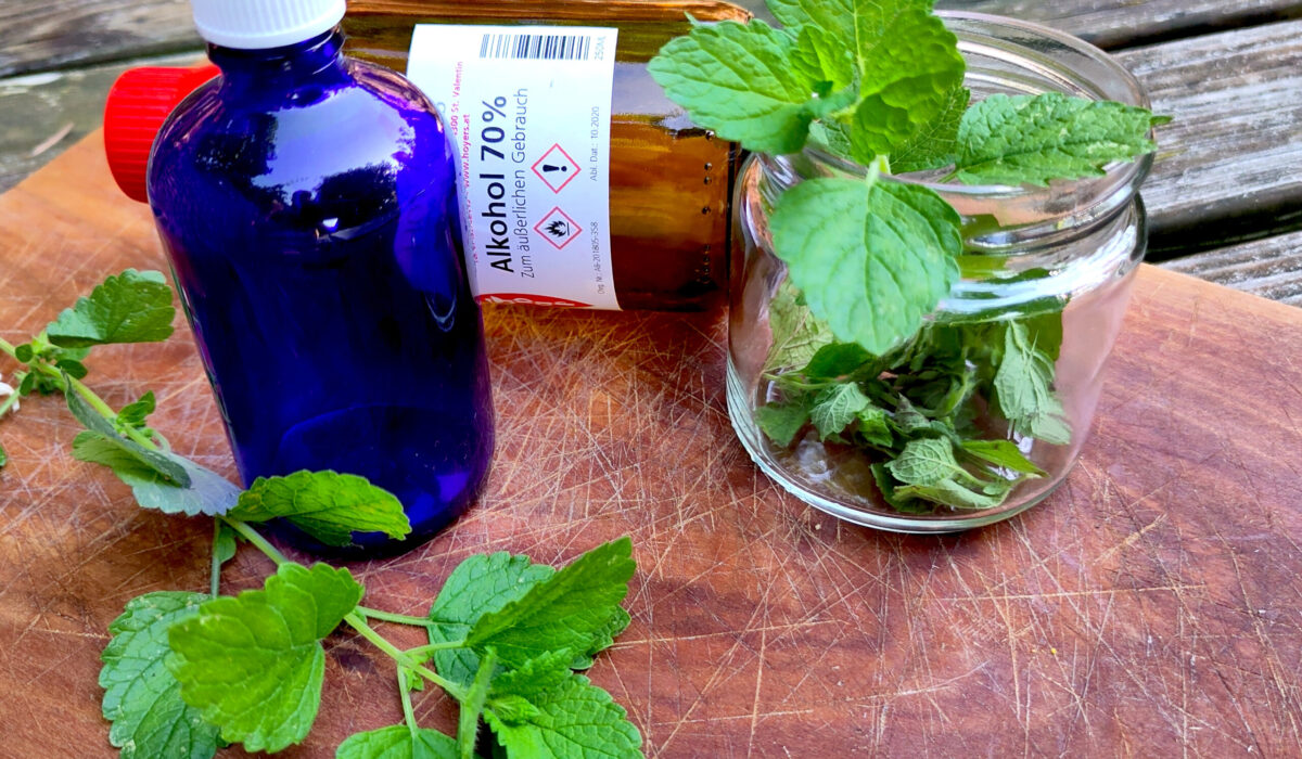 Melissenblätter in einem Schraubglas und einem blauen Glastropfenfläschen zum Ansetzen eines Melissentinktur in Alkohol