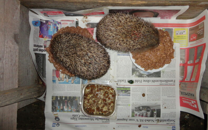 Zwei Igel sitzen beim Futter in ihrer Kiste