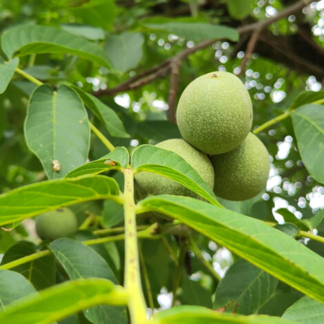 Grüne Walnüsse am Baum