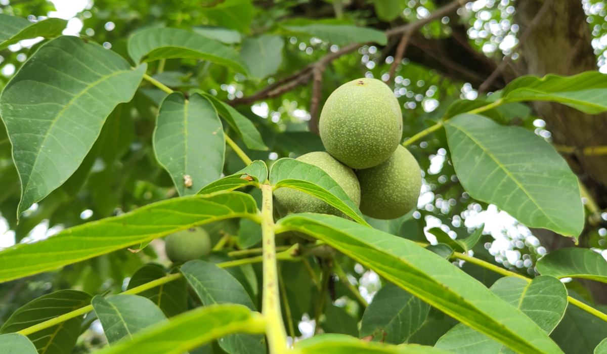 Grüne Walnüsse am Baum