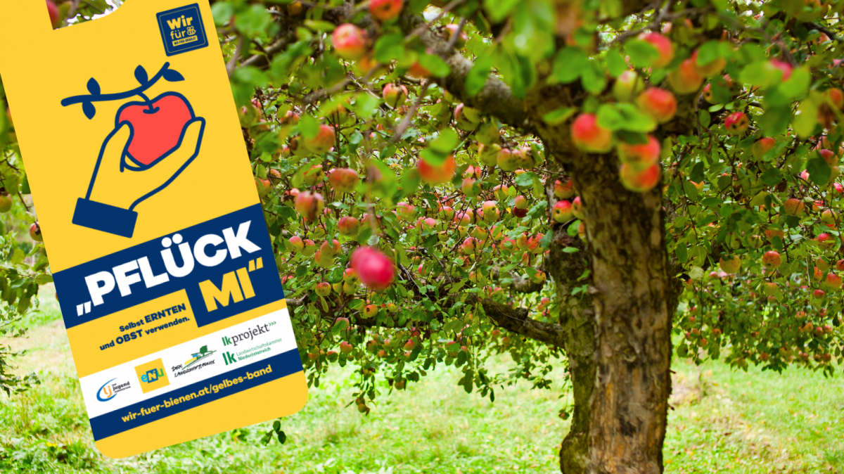 Obstbaum mit gelben Kärtchen und der Aufschrift Pflück Mi.