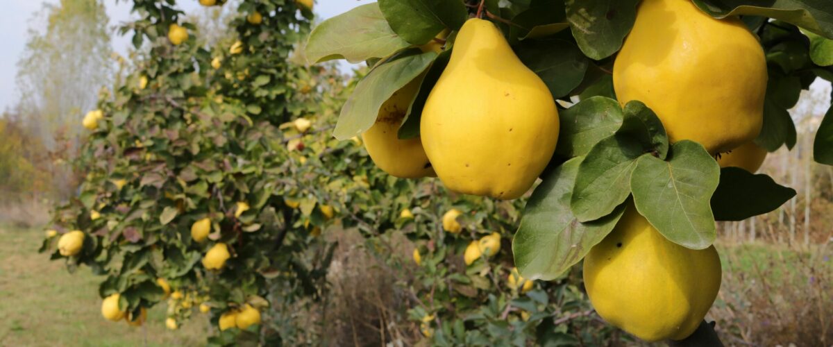 Reife Quitten im Obstgarten auf Quittenstrauch