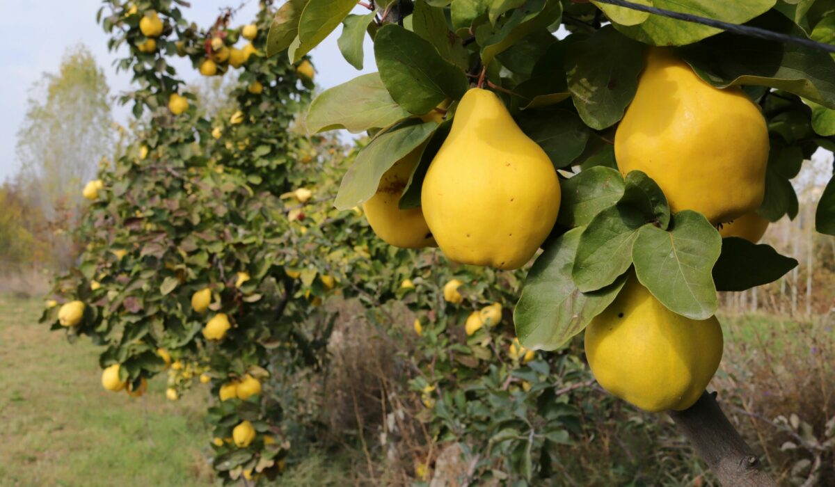 Reife Quitten im Obstgarten auf Quittenstrauch