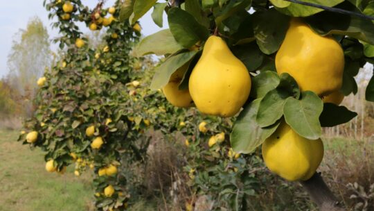 Reife Quitten im Obstgarten auf Quittenstrauch