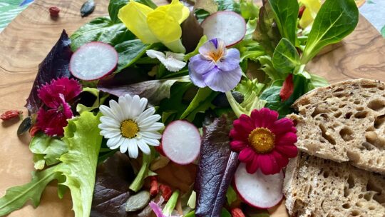 Frühlingssalat mit essbaren Blüten, Radieschen und Brot auf einem Holzteller serviert