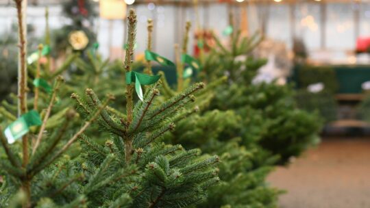 Christbäume an einem Verkaufsstand.