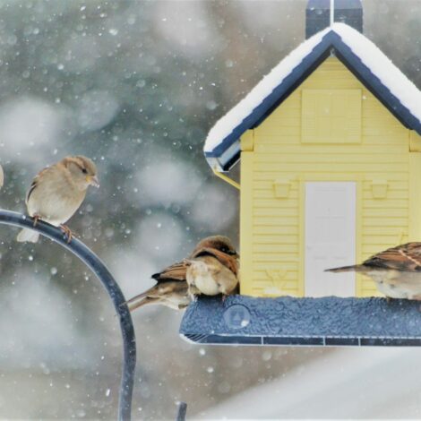 Spatzen am Futterhaus bei Schneefall