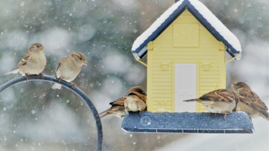 Spatzen am Futterhaus bei Schneefall