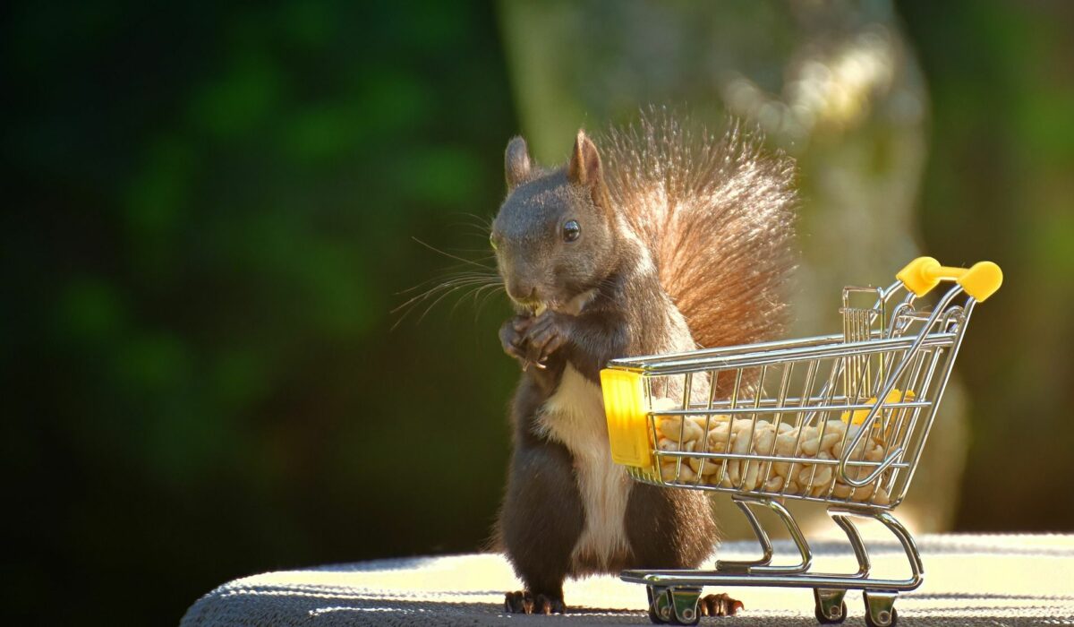 Eichhörnchen mit einem kleinen Einkaufswagen, der mit Erdnüssen gefüllt ist.