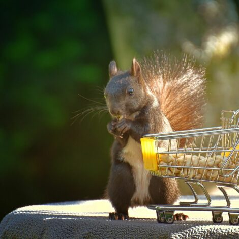 Eichhörnchen mit einem kleinen Einkaufswagen, der mit Erdnüssen gefüllt ist.