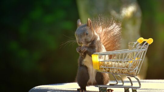 Eichhörnchen mit einem kleinen Einkaufswagen, der mit Erdnüssen gefüllt ist.