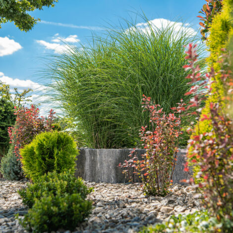 Kiesgarten kommen mit wenig Wasser aus.