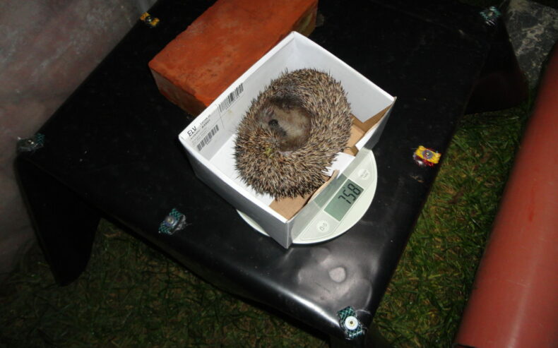 ein Igel in einer kleinen Schachtel auf der Waage