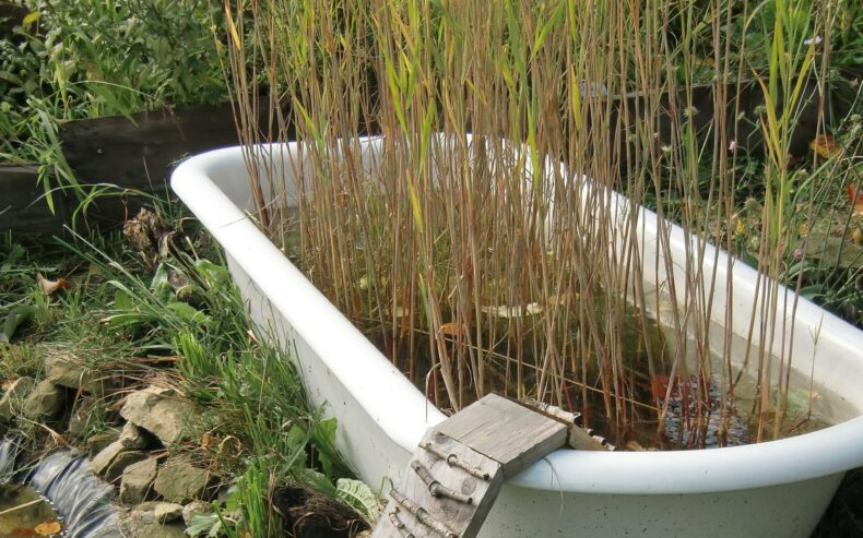 Alte Badewanne gefüllt mit Wasser und mit Schilf bewachsen. Ein Trittbrett hilf Tieren in und aus der Wanne