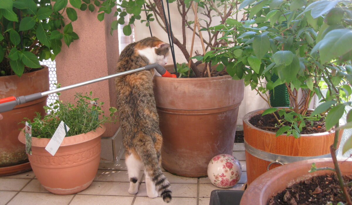 Pflanzgefäße für Balkon und Terrasse mit Katze