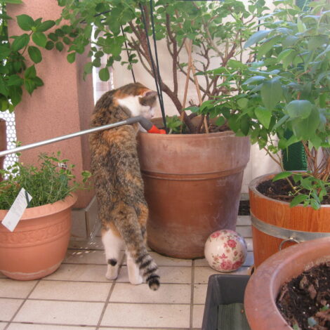 Pflanzgefäße für Balkon und Terrasse mit Katze