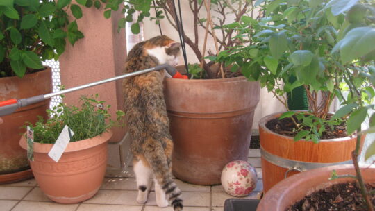 Pflanzgefäße für Balkon und Terrasse mit Katze