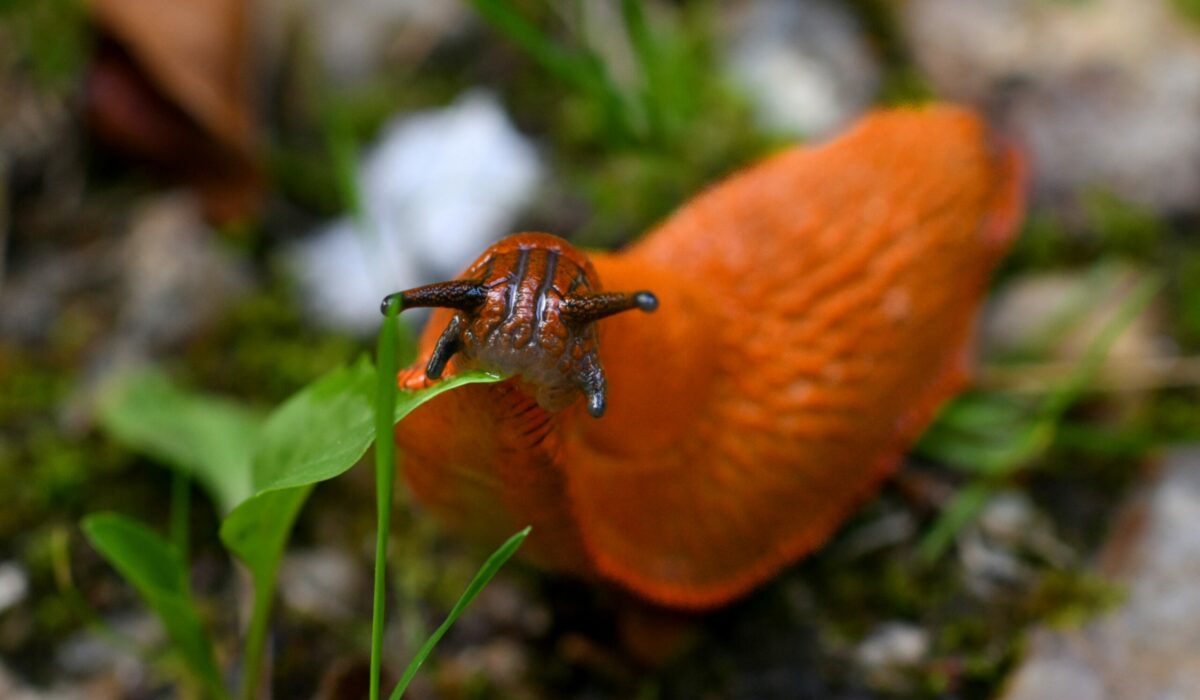 Spanische Wegschnecke in Nahaufnahme