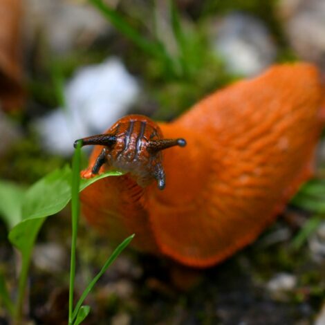 Spanische Wegschnecke in Nahaufnahme