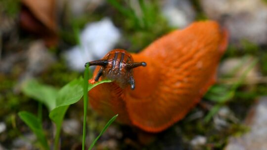 Spanische Wegschnecke in Nahaufnahme