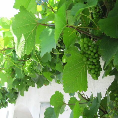 Weinreben mit Trauben