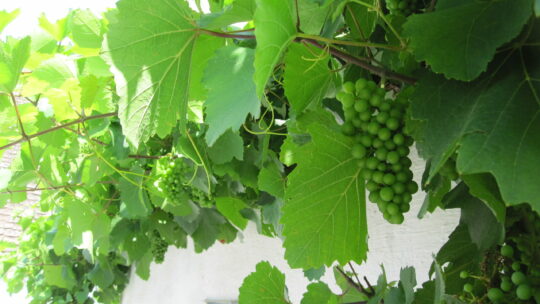 Weinreben mit Trauben