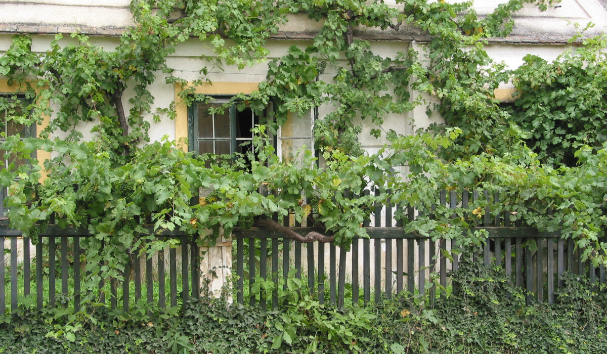 Mit Weinreben bewachsenes altes Haus