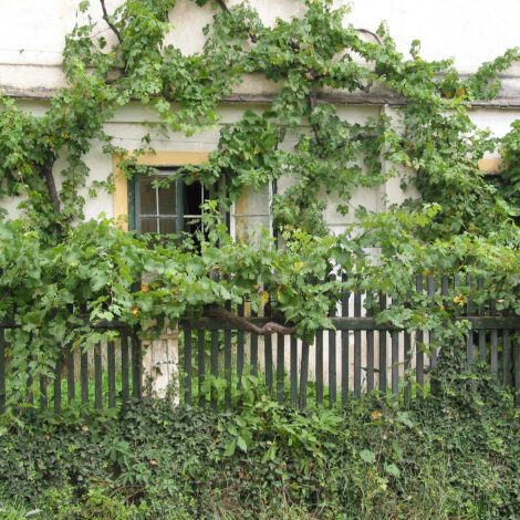 Mit Weinreben bewachsenes altes Haus