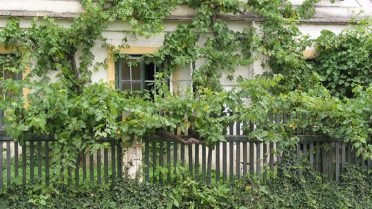 Mit Weinreben bewachsenes altes Haus